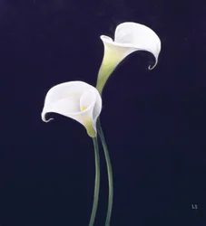 Lys